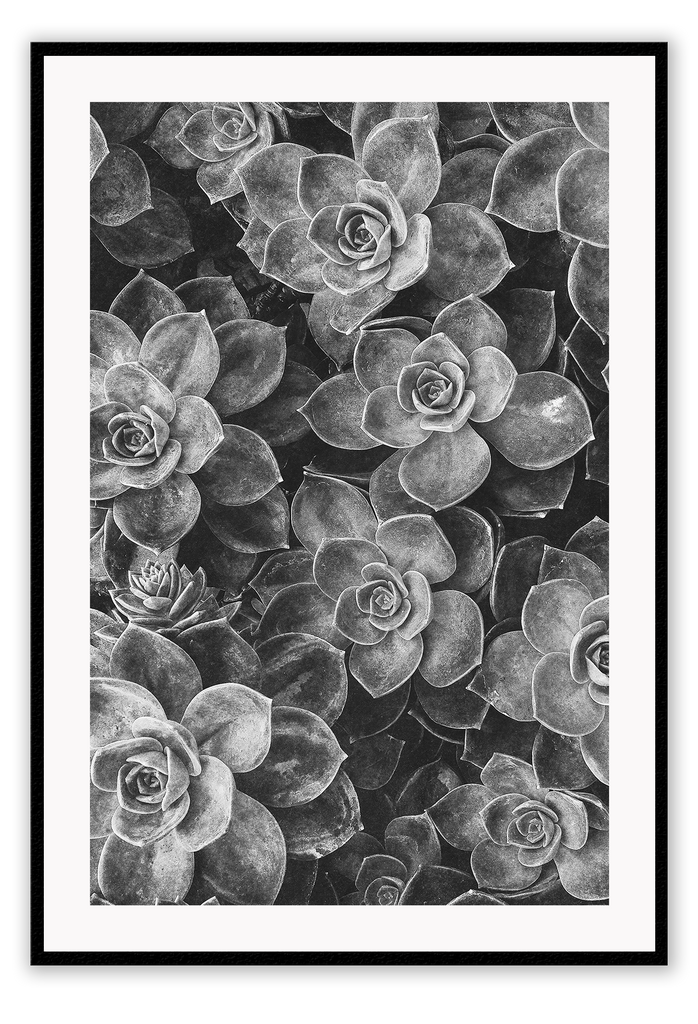 Black and white close-up of succulents clustered together. 