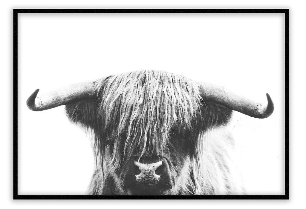 Animal photography print with a long-haired cow with horns on a white background in black and white. 