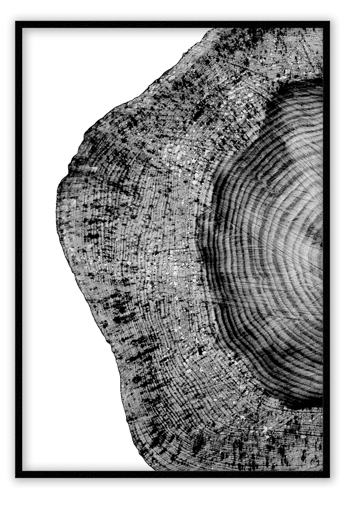 Natural earthy print cut wood age lines black and white background close up portrait landscape