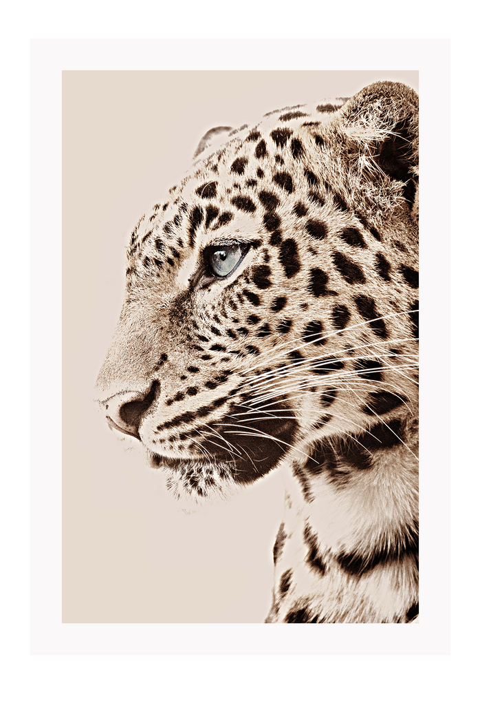 Tiger portrait leopard spots whiskers eyes black tan and neutral colours animal modern