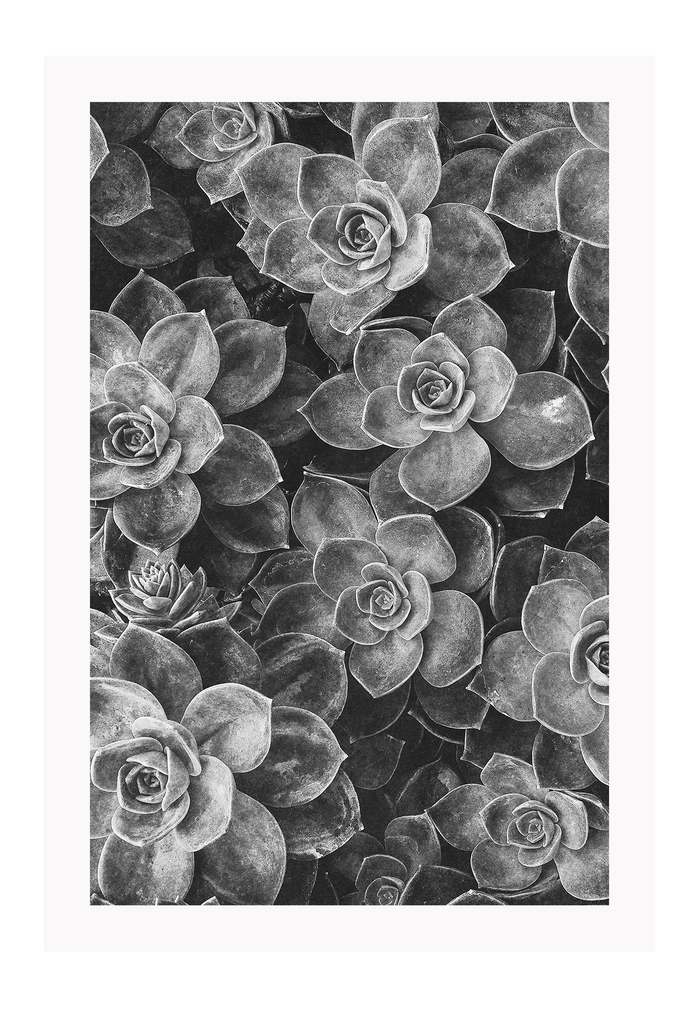 Black and white close-up of succulents clustered together. 