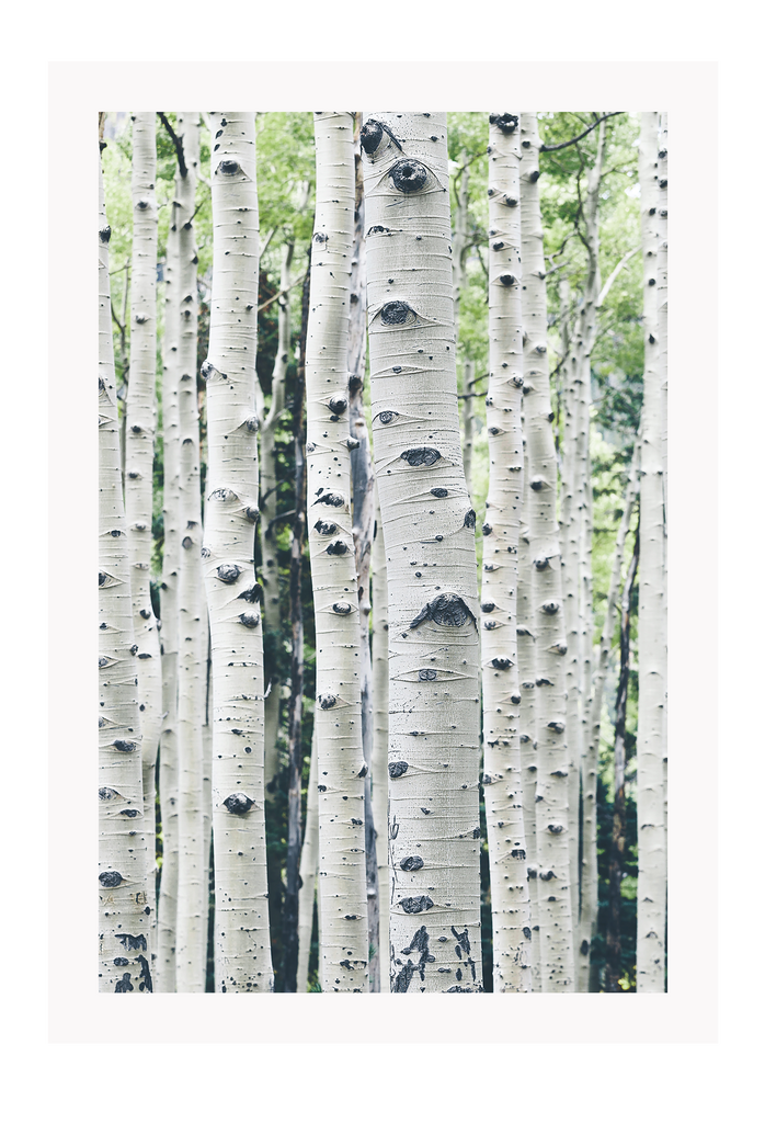 A natural wall art with tall dazzling white birches forest and green leaves