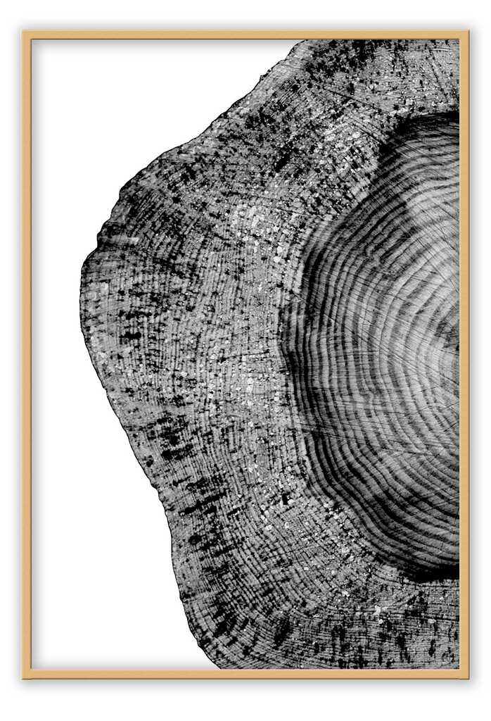 Natural earthy print cut wood age lines black and white background close up portrait landscape