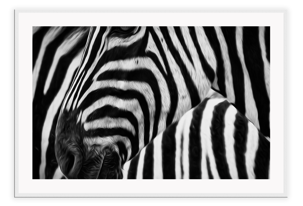 Black and white animal zebra on striped background optical illusion print photography 