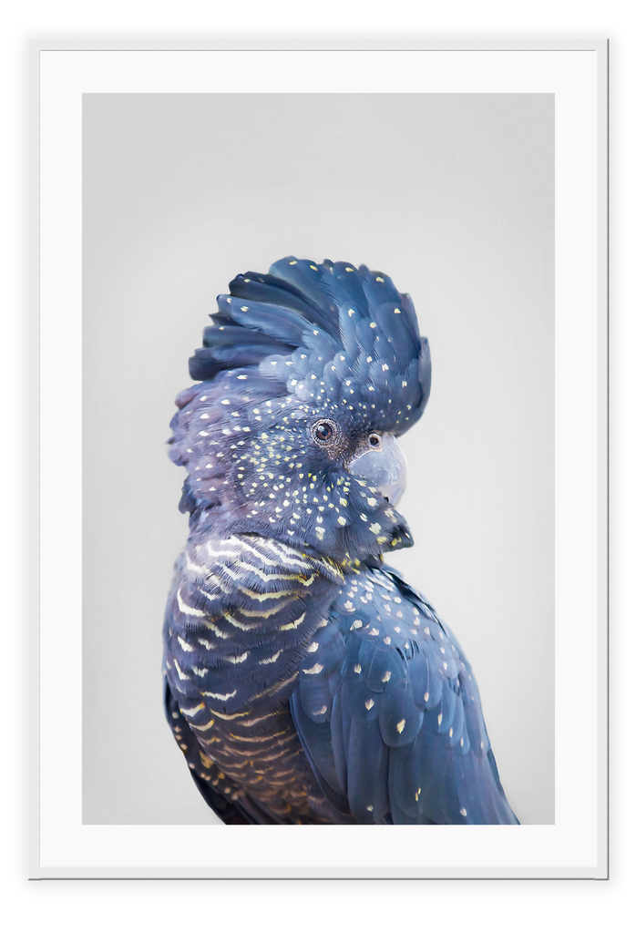 A natural animal wall art of a colourful parrot with blue and purple feathers on a grey background