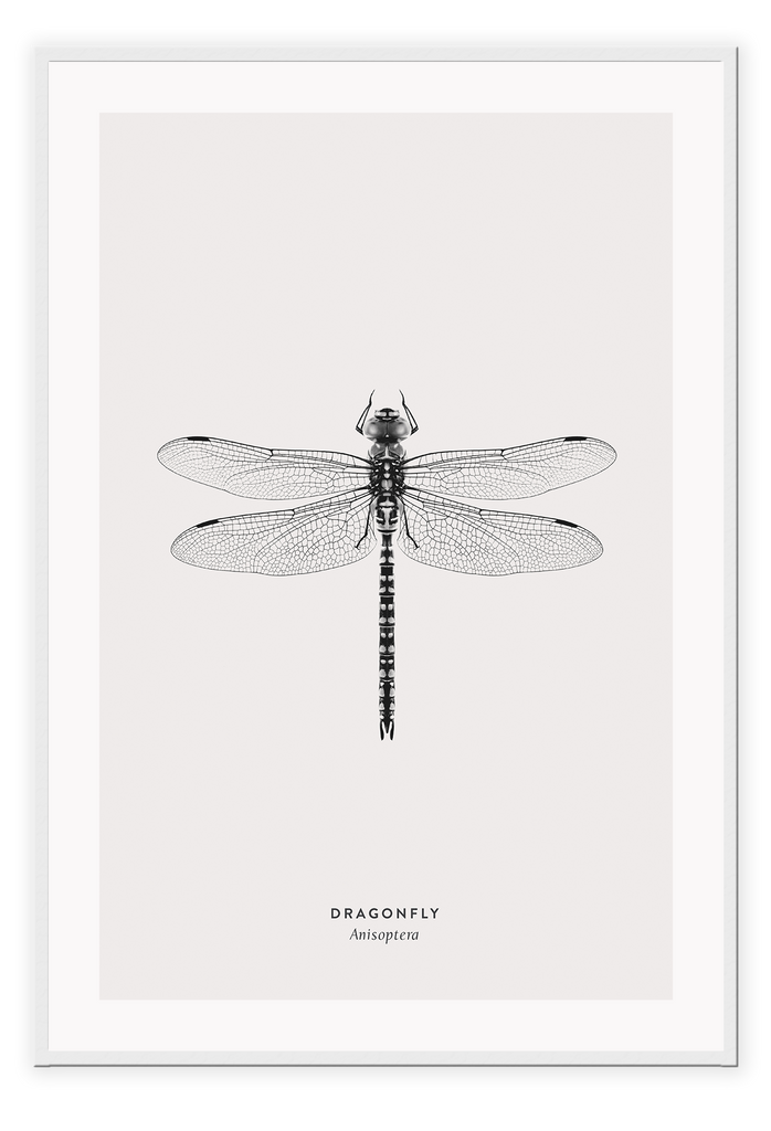 A black and white dragonfly insect sample-like wall art.