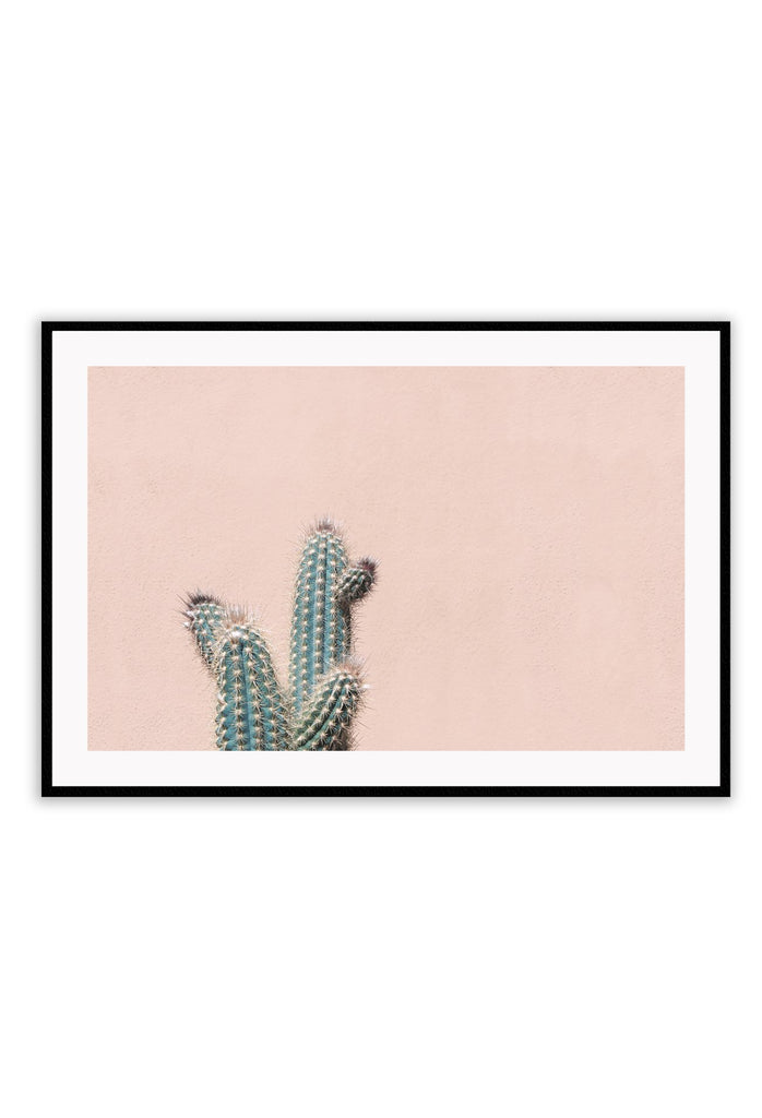 pink green cactus 