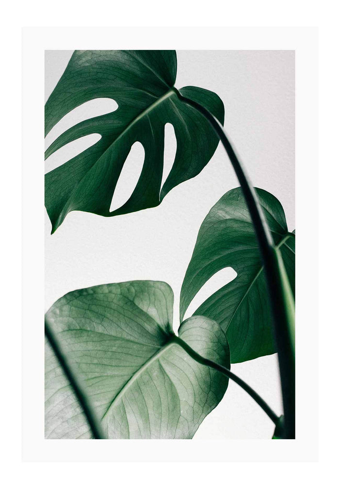  A natural wall art with green Monstera Leaf. 