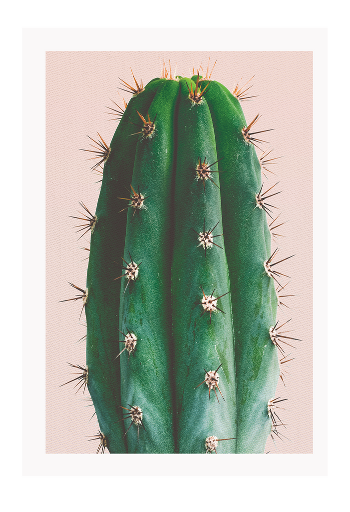 Natural print with a close-up of a green cactus on a peach pink background. 