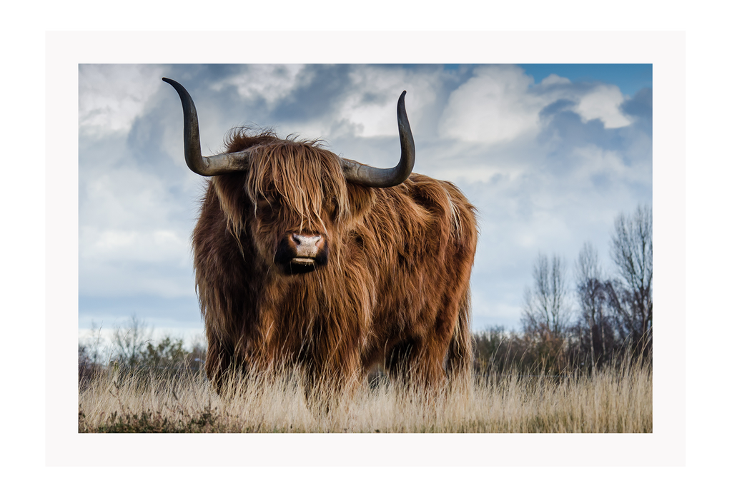 Animal photography landscape print with full cow and rust, blue and natural tones 