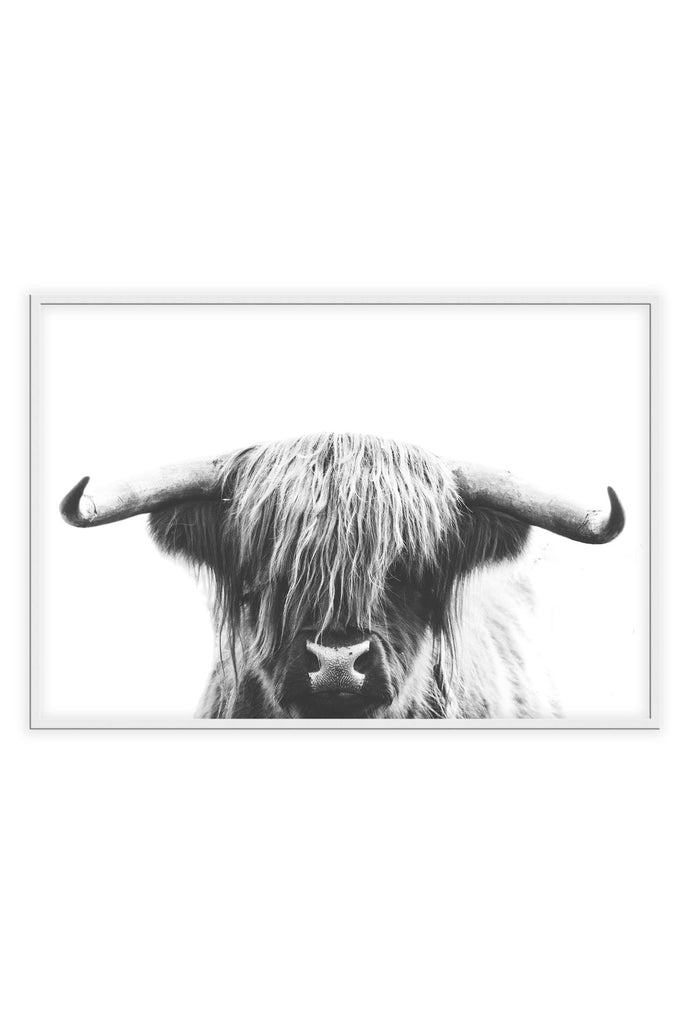 Animal photography print with a long-haired cow with horns on a white background in black and white. 