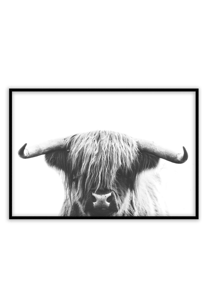 Animal photography print with a long-haired cow with horns on a white background in black and white. 