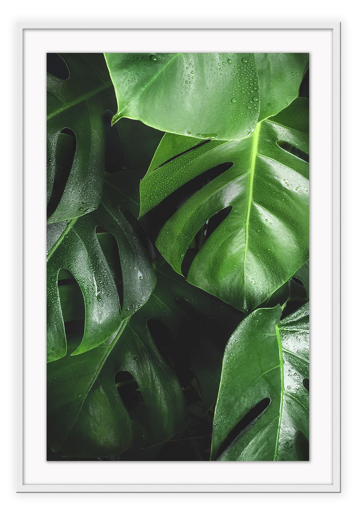 Photography print of close-up bright green monstera leaves on a black background.  