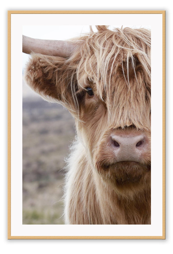 Brown fluffy cow with horns in nature print boho natural portrait of animal 