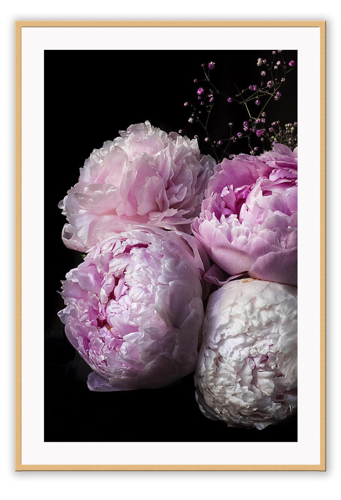  A natural, floral wall art with flower boutique of pink peonies on black background. 