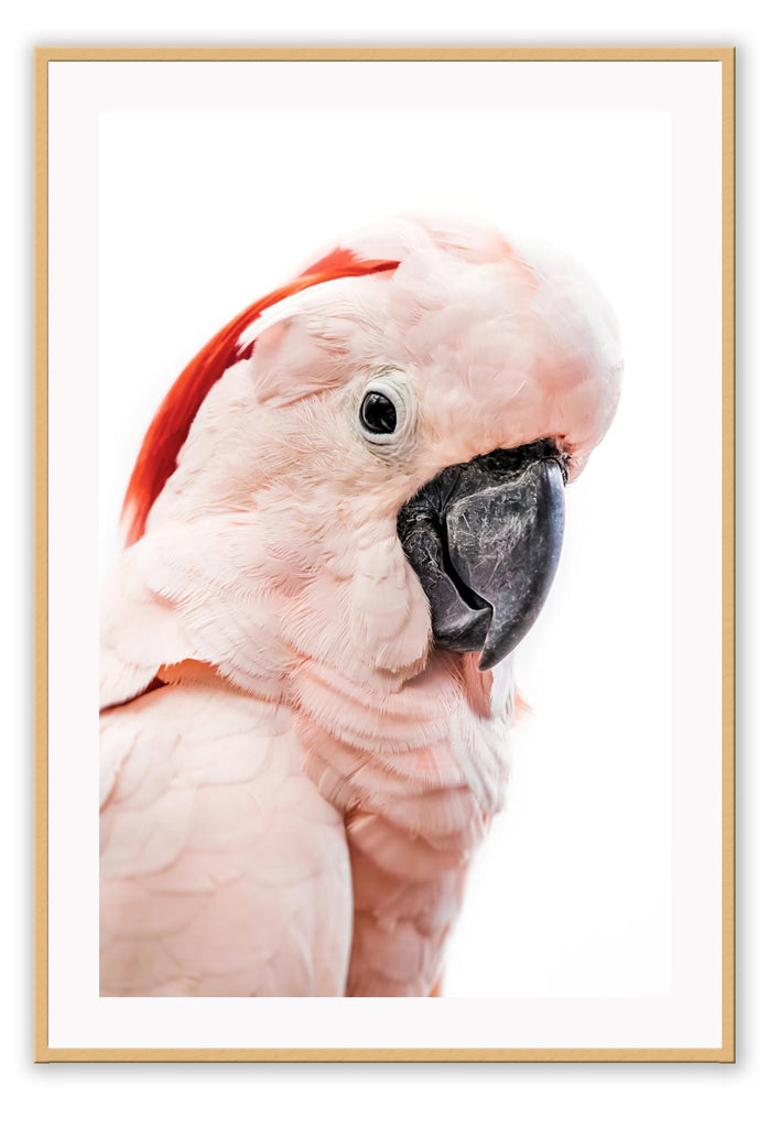 Pink lorokeet bird with black beak and white background, feathers and texture with pastel tones 