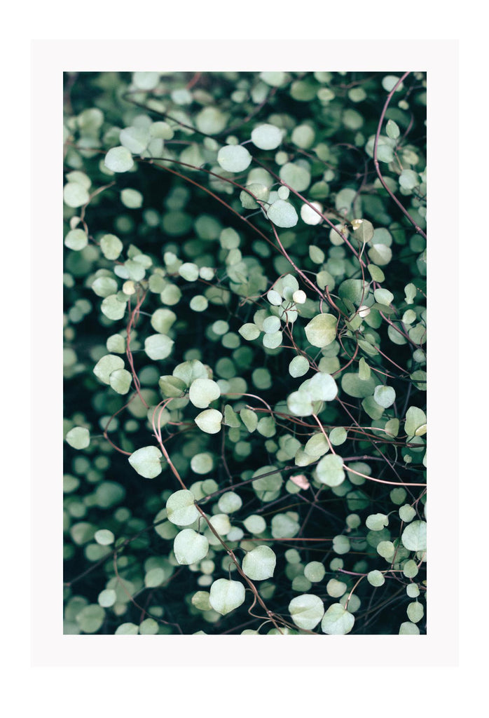 A natural plant wall art with dazzling close-up of green leaves.